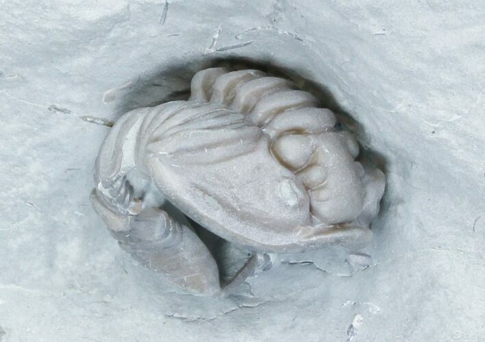 Partially Enrolled Flexicalymene Trilobite From Ohio #30445